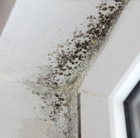 Mold Remediation